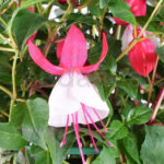 Fuchsia Pendientes de la Reina