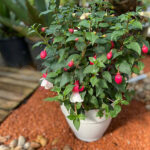 Fuchsia Pendientes de la Reina