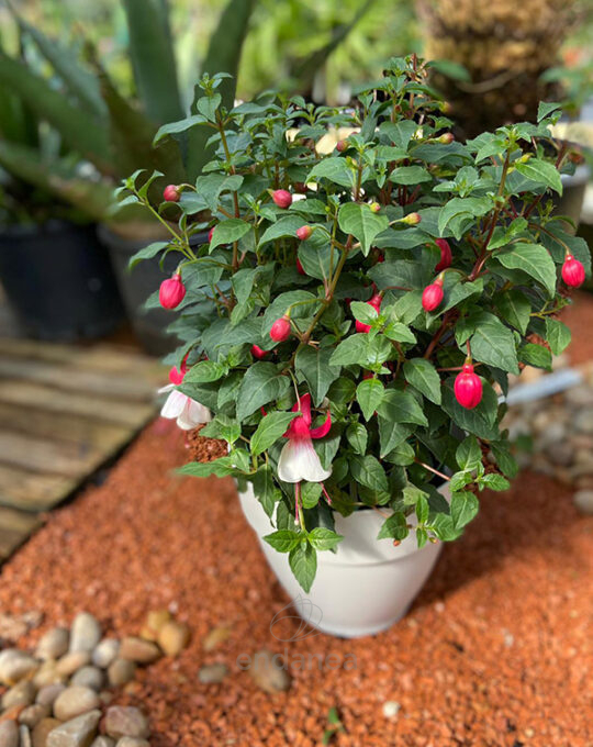 fuchsia-pendientes-de-la-reina-planta-exterior
