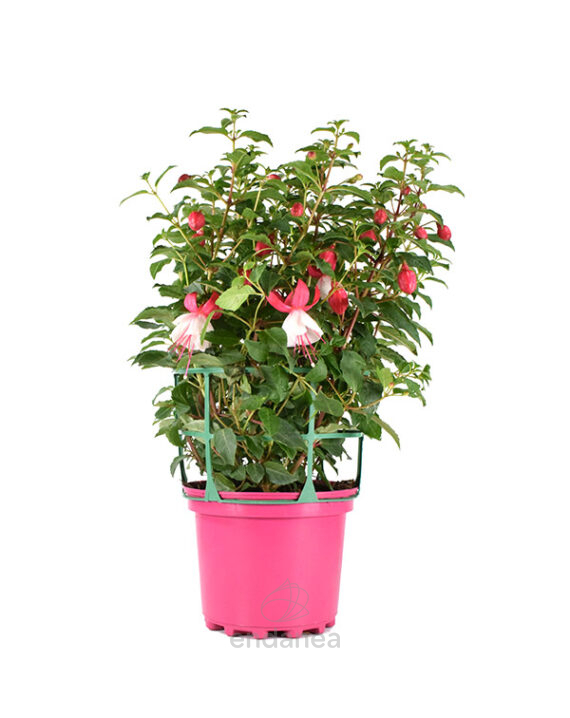 Fuchsia Pendientes de la Reina