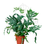 Helecho Phlebodium Aureum Blue Star