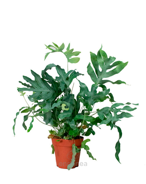 Helecho Phlebodium Aureum Blue Star