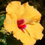 Hibiscus Rosal Chino Planta de Exterior Amarilla