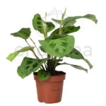 maranta