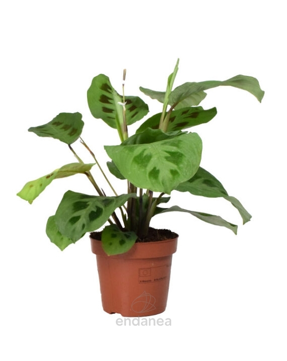 maranta
