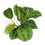 maranta 2