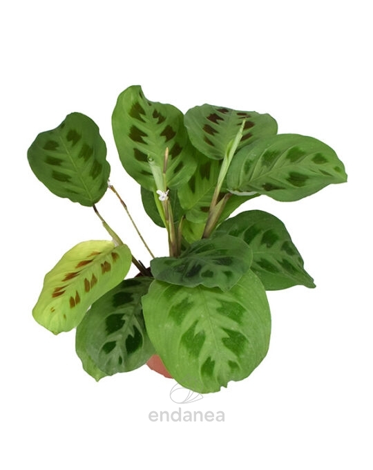 maranta2