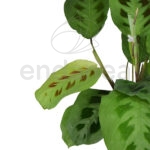 maranta 3