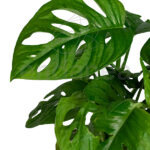 monstera adansonii en maceta de terracota