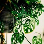 monstera-adansonii-en-maeta