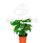 Monstera Adansonii Planta de Interior
