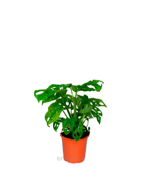 Monstera Adansonii Planta de Interior