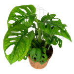monstera adansonii1