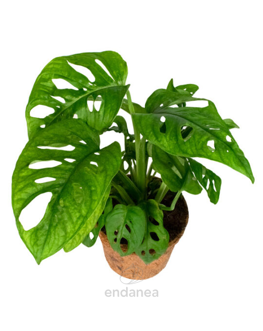monstera-adansonii1