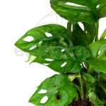 monstera adansonii2