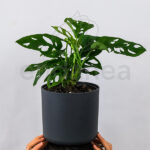 Monstera Obliqua MAceta