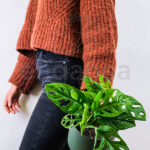 Monstera Obliqua - Planta verde