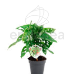 Monstera Obliqua - Planta de Interior