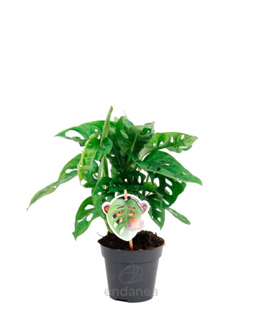 monstera-obliqua-planta-de-interior