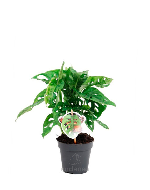 Monstera Obliqua - Planta de Interior