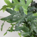 Helecho Phlebodium Aureum Blue Star Hojas