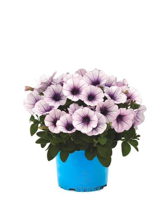 Potunia Km0 Plantas de Exterior