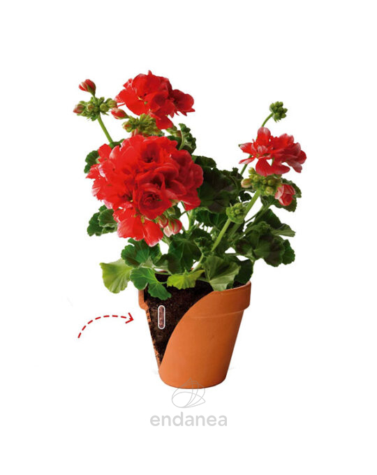 sanium-pin-insecticida-y-fertilizante-aplicacion