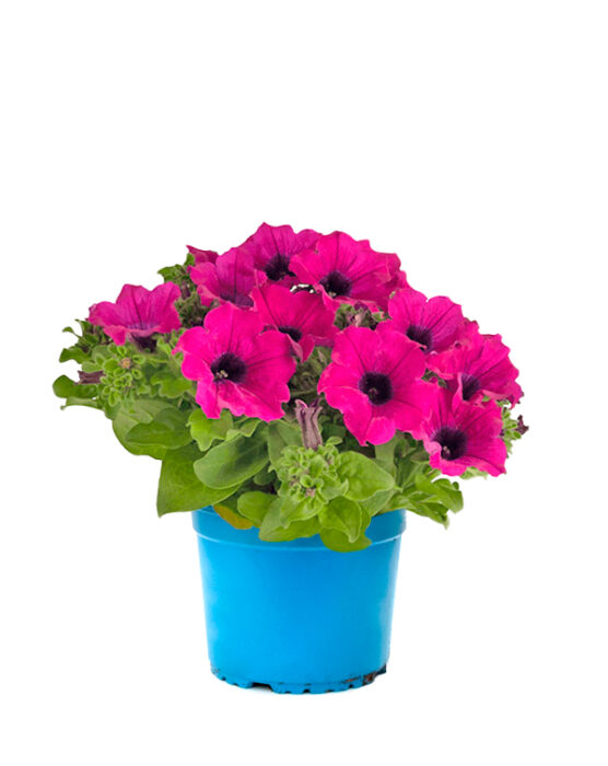 surfinia-km0-planta-de-exterior