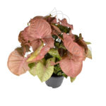 Syngonium Red Heart