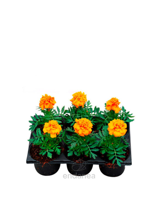tagete-km0-6-unidades-plantas-de-exterior