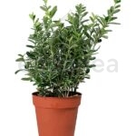 Euonymus-Suzane
