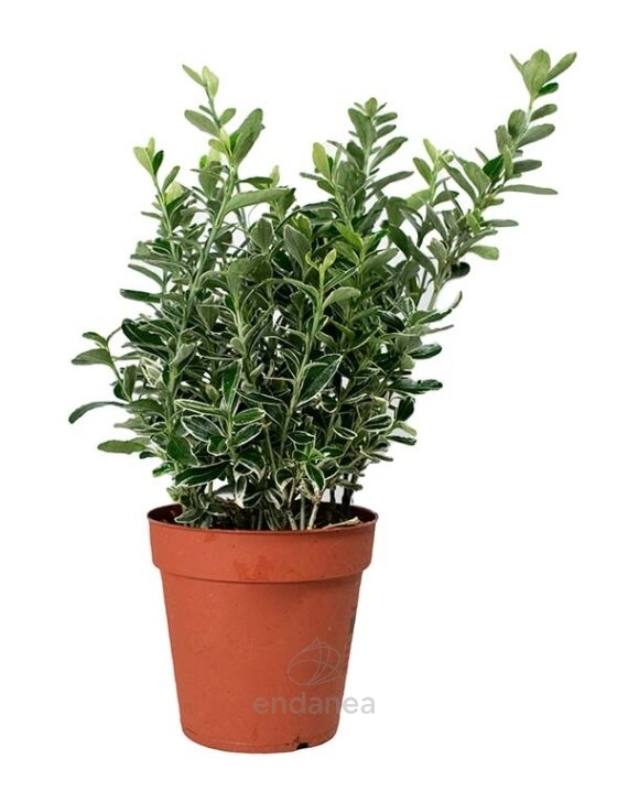 Euonymus-Suzane