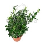 Euonymus-Suzane1