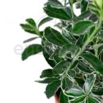 Euonymus-Suzane2