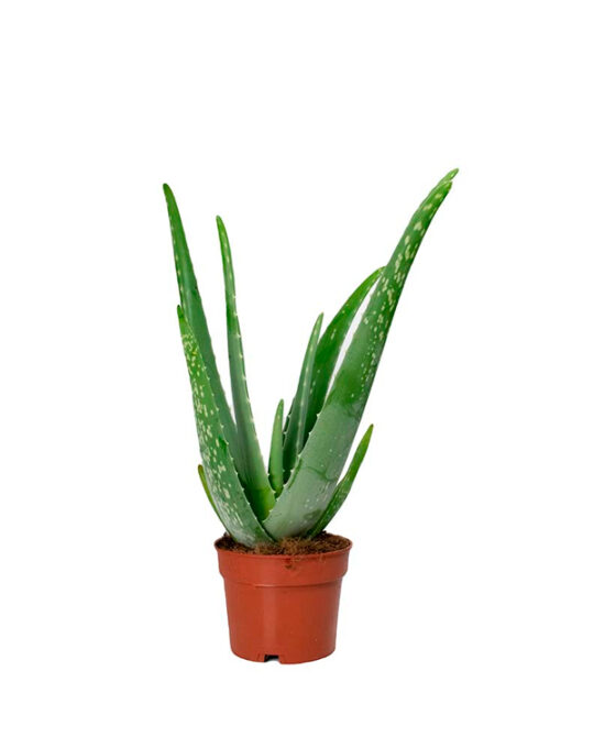 aloe-vera-planta-de-interior-suculentas