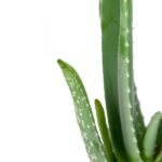 aloe-vera 3