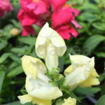 Antirrhinum Majus - Boca Dragón Bicolor