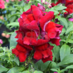 Antirrhinum Majus - Boca Dragón Rojo