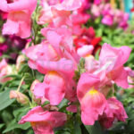 Antirrhinum Majus - Boca Dragón Rosa