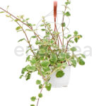 Incienso Plectranthus Km0 Cuenco