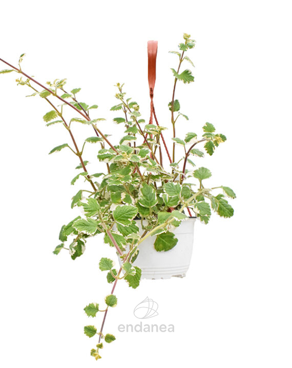 Incienso Plectranthus Km0 Cuenco