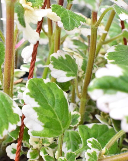 incienso-planta-colgante-km0-cuenco-17cm-detalle