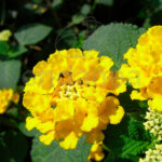 Lantana Camara Planta de Exterior Flor Amarilla