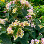 Lantana Camara Planta de Exterior Flor Amarilla-Morada