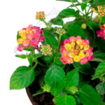 Lantana Camara Planta de Exterior Flor Amarilla-Rosa