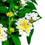 Lantana Camara Planta de Exterior Flor Blanca