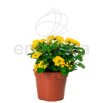 Lantana Camara Planta de Exterior