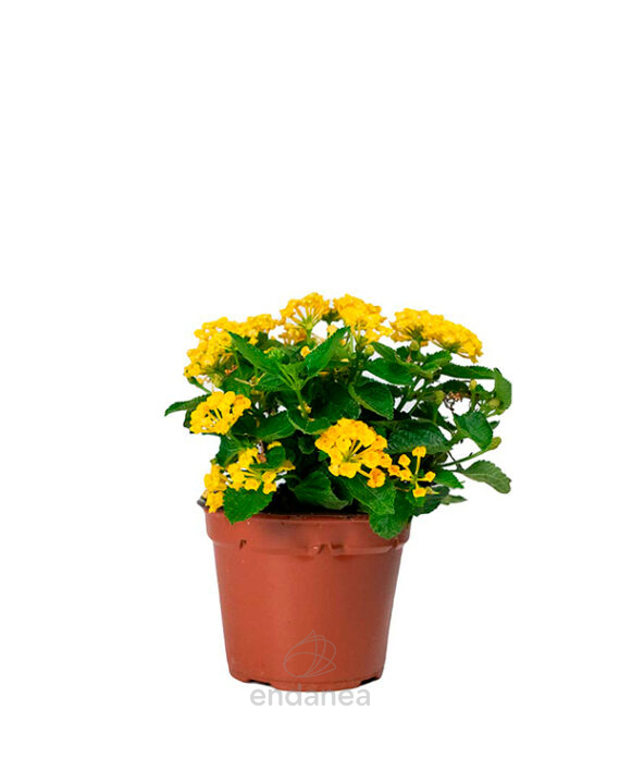 Lantana Camara Planta de Exterior