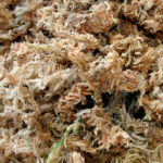 Sustrato Sphagnum Massó 5L