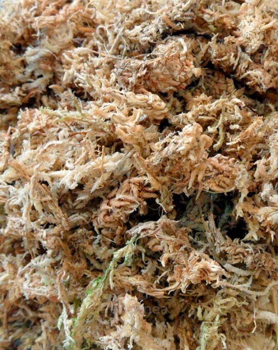 sustrato-sphagnum-vegetal-masso-5l-detalle